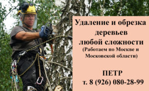 Удаление деревьев в Московской области